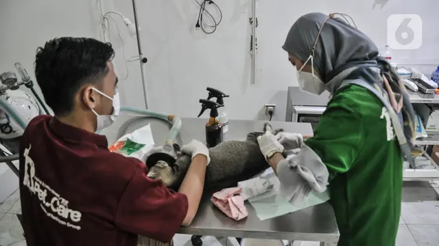 Dinas KPKP Gelar Sterilisasi Kucing dan Vaksinasi Rabies Gratis