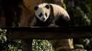 Anak panda Yuandudu untuk pertama kalinya menjelajahi kandang eksternalnya di kandang internal mereka di taman zoologi Beauval di Saint-Aignan, Prancis tengah (14/3/2022). Anak panda Yuandudu ini lahir pada 1 Agustus 2021. (AFP/Souvant Guillaume)