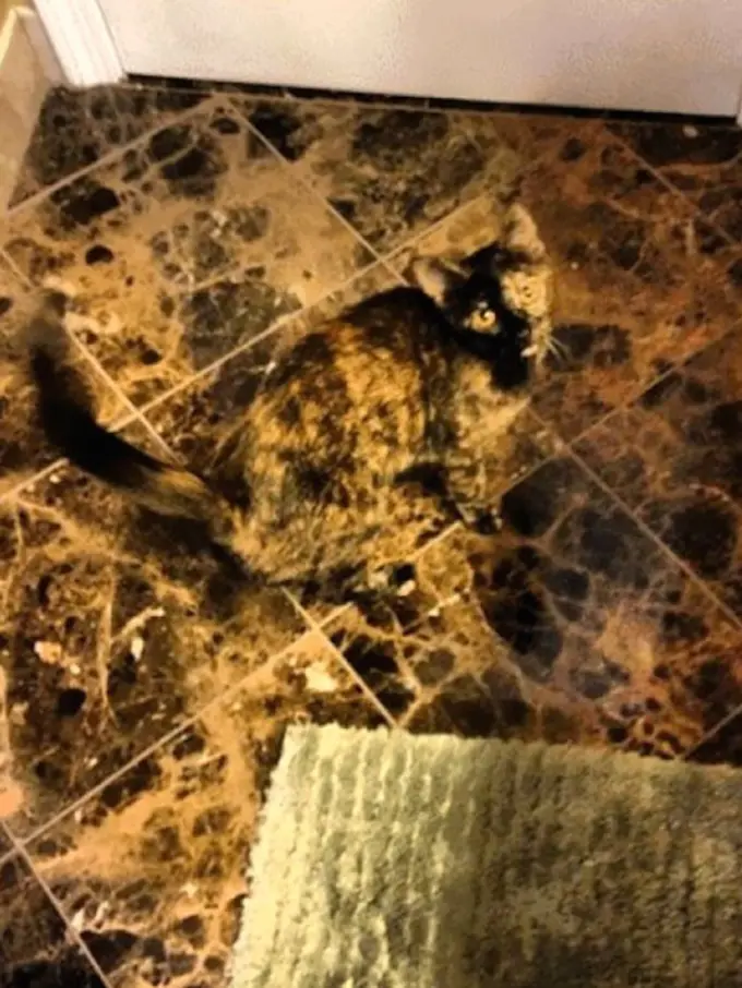 13 Kamuflase Mengecoh Mata dari Kucing-Kucing Menggemaskan