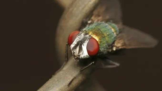 Bahaya lalat pada makanan/copyright Pexels.com