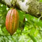 Kakao atau yang sering disebut buah coklat ini merupakan buah yang memiliki rasa yang enak. 