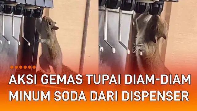 VIDEO: Aksi Gemas Tupai Diam-Diam Minum Soda Dari Dispenser