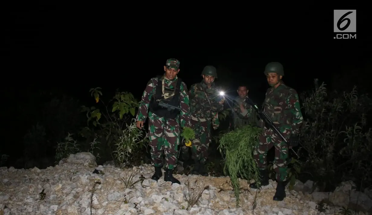 Prajurit Yonif R 756/WMS membawa pohon ganja di ladang seluas kurang lebih 30x50 meter di Kampung Kurulu, Papua, Jumat (3/8). Prajurit berhasil mencabut 39 batang ganja siap panen dan 119 batang bibit ganja siap tanam. (Liputan6.com/HO/Dispenad)