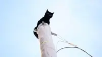 Kucing hitam terjebak di tiang listrik (Philip B. Poston/Sentinel Colorado via AP )