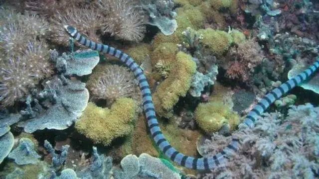 Ular Laut Belcher