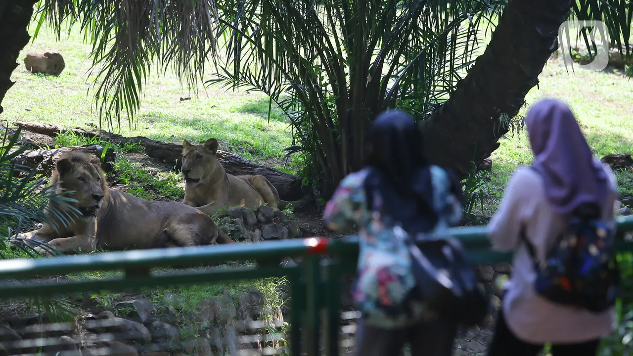 Hari Pertama Ragunan Kembali Dibuka
