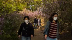 Pengunjung berjalan melewati semak bunga azalea di Taman Wonmi di Bucheon, sebuah kota di pinggiran Seoul (19/4/2022). Pada bulan April, saat musim semi mencapai puncaknya, bunga azalea berwarna merah muda dan putih akan memenuhi Taman Wonmi di Bucheon, Seoul. (AFP/ANTHONY WALLACE)