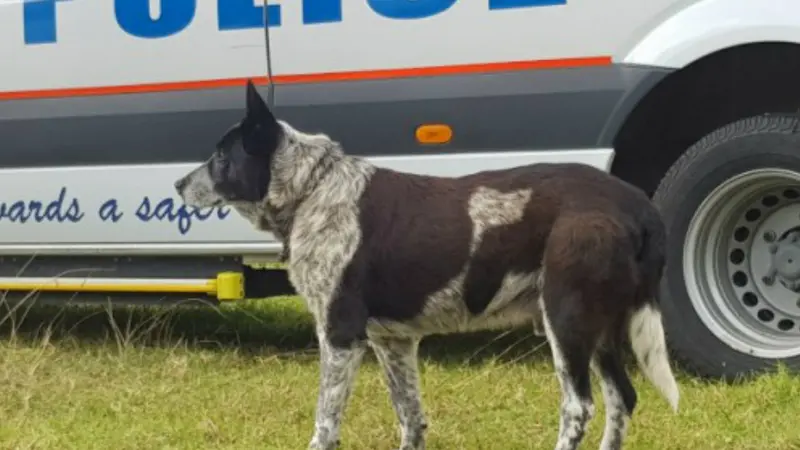 Anjing bernama Max yang menyelamatkan balita. (AFP)