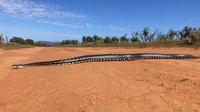 ular piton raksasa yang melata di tengah jalanan tandus di Taman Nasional Gawler Ranges, Australia Selatan. [Tali Moyle via ftw.usatoday]
