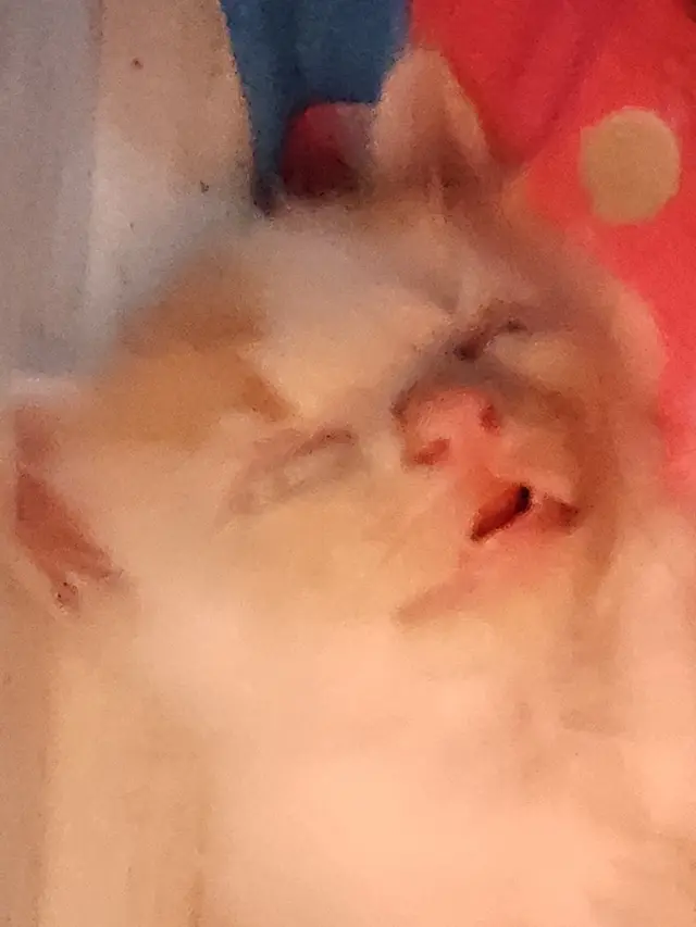 6 Potret Lucu Kucing Tidur Pulas Sampai Menganga Ini Bikin Gemas