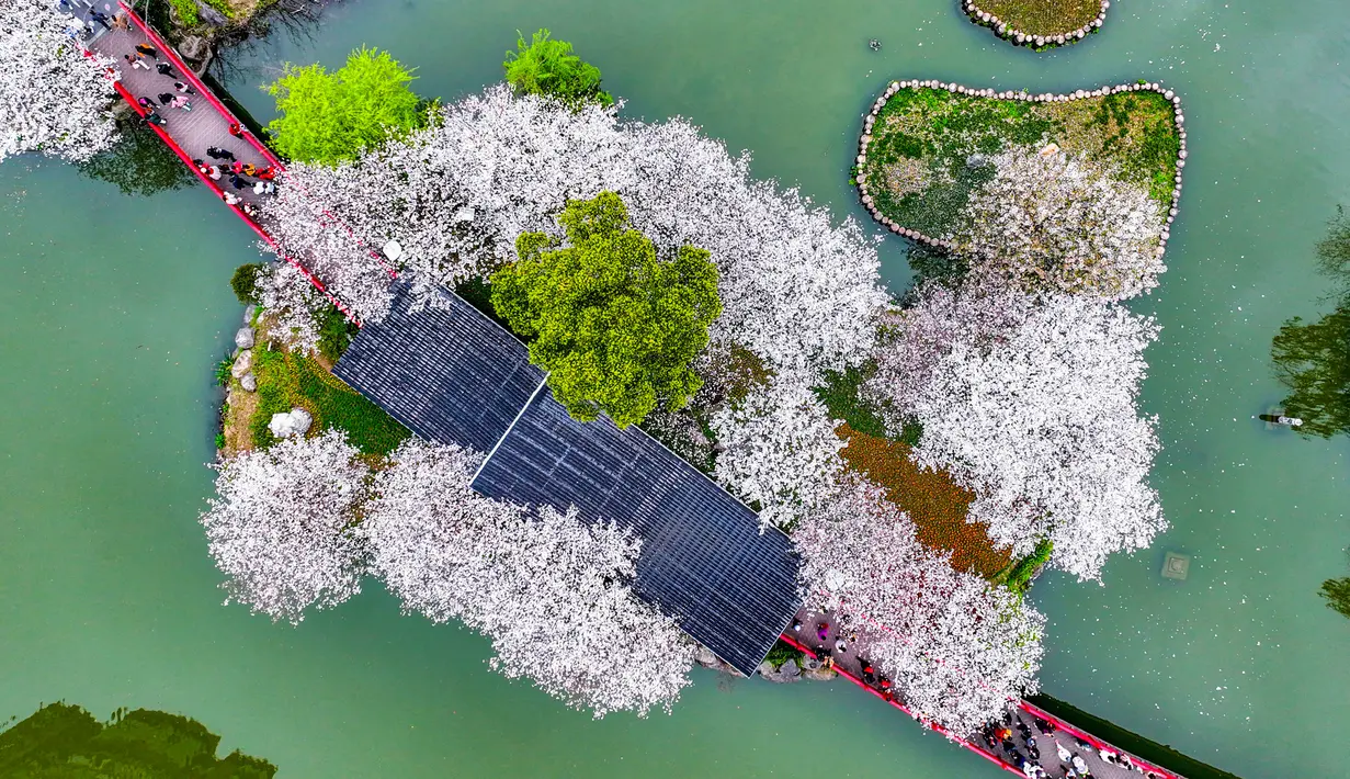 Foto udara memperlihatkan orang-orang sedang menikmati keindahan bunga sakura bermekaran di sebuah taman di Ningbo, Provinsi Zhejiang, China, 20 Maret 2023. (STR/AFP)