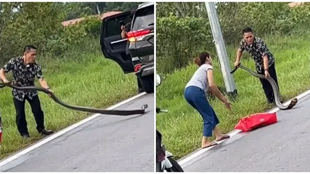Pasangan Ini Nekat Tangkap Ular Kobra dengan Tangan Kosong, Aksinya Bikin Merinding