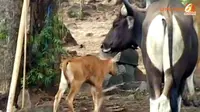 [VIDEO] Lihat! Bayi Banteng Lahir di Situbondo