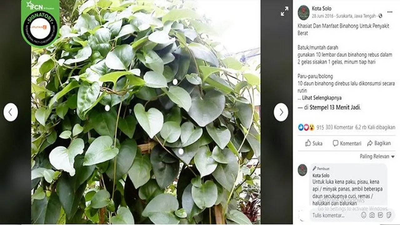 Gambar Tangkapan Layar Foto Daun Binahong (sumber: Facebook)