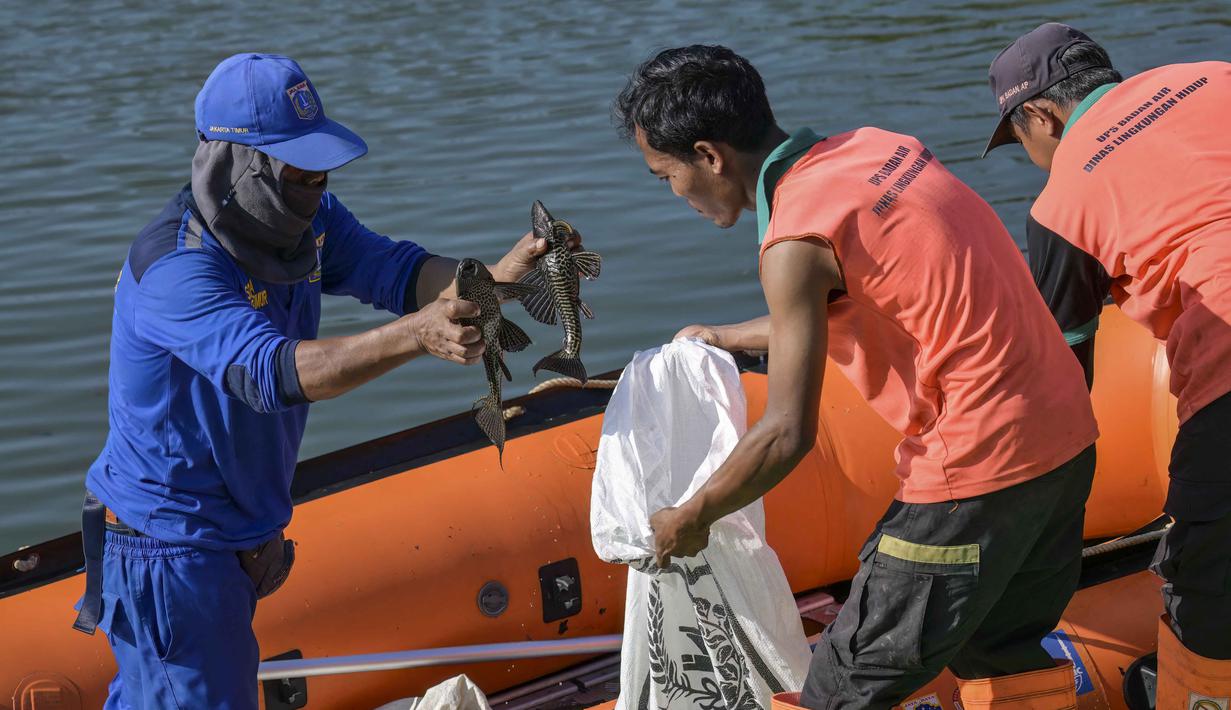 Kegiatan ini untuk memulihkan ekosistem perairan dari pendangkalan dan erosi. Tampak dalam foto, petugas dari Dinas Sumber Daya Air (SDA) DKI Jakarta bersama tim dari Penanganan Prasarana dan Sarana Umum (PPSU) menangkap ikan sapu-sapu dari salah satu danau yang terhubung dengan sungai di Jakarta pada Jumat 24 April 2026. (BAY ISMOYO/AFP)