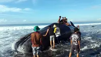 Paus 16 meter terdampar di pantai hebohkan warga Klungkung. (Yudha Maruta/Liputan6.com)