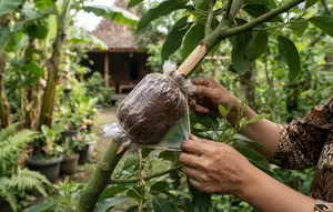 Cara Cangkok Alpukat agar Cepat Berakar dan Tumbuh Subur di Rumah
