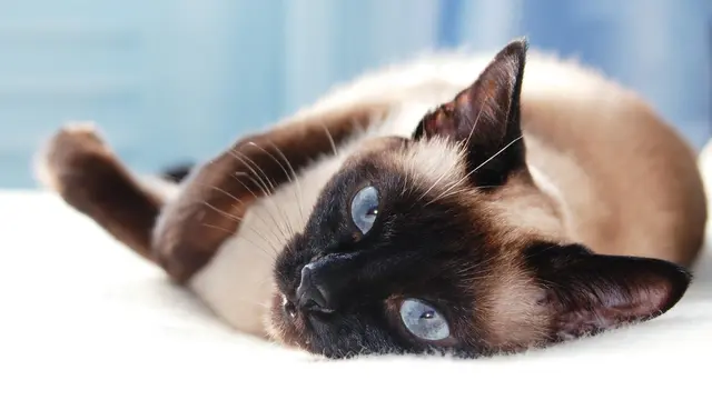 Ilustrasi kucing/Shutterstock.