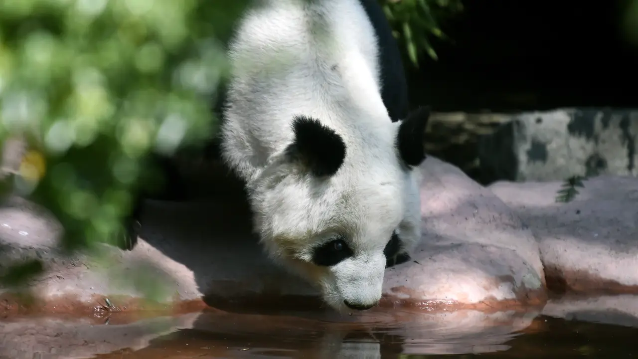 ilustrasi panda