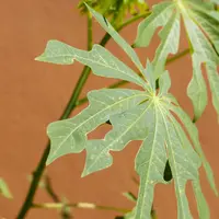 Ilustrasi daun pepaya. (Foto: Freepik)