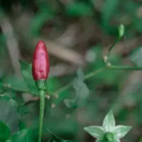 Ilustrasi Bunga Cabai/Photo by Haerul Am on Unsplash