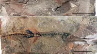 Fosil lizard fish atau ikan kadal yang ditemukan di Monastery of La Candelaria, sebuah bangunan yang berasal dari abad ke-17 di Ráquira Boyacá, Kolombia. (Oksana Vernygora/University of Alberta)