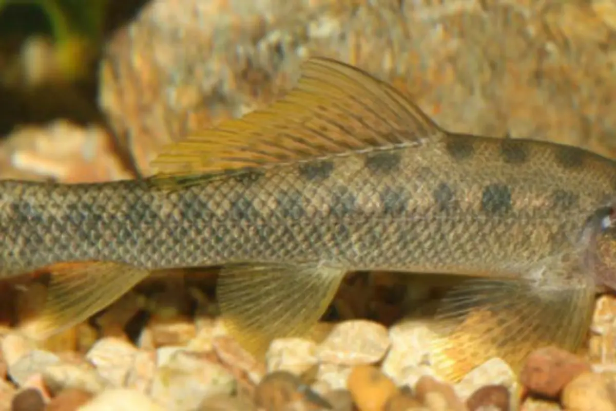 Ikan masuk dalam dubur pria China