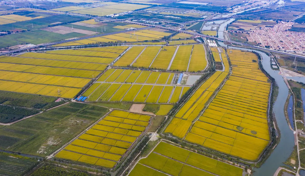 Foto dari udara menunjukkan area persawahan dan budi daya kepiting di Zona Pengembangan Ekonomi Lutai di Kota Tangshan, Provinsi Hebei, China utaran (22/9/2020). (Xinhua/Mu Yu)