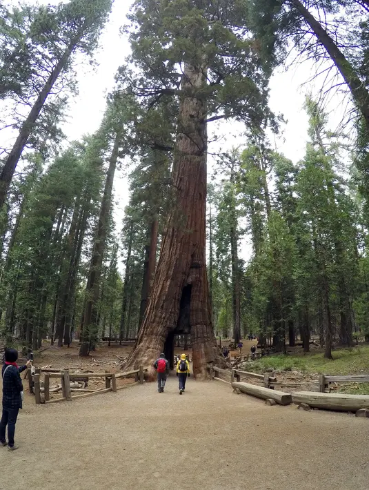 Pengunjung mengambil gambar The Pioneer Cabin Tree sebelum roboh sekitar Mei 2015. Pohon ikonik itu telah roboh dihantam badai musim dingin yang kuat yang melanda negara tersebut. (AP Photo/ Michael Brown)