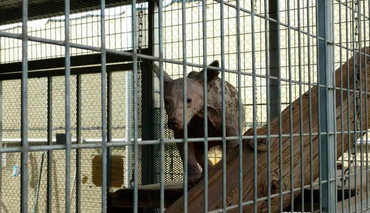 Petugas Fund for Animals Wildlife mengatur kandang yang berbeda untuk beruang tanpa bulu tersebut, karena mereka tidak ingin kulit hewan itu menjadi iritasi atau lecet yang memperburuk kondisinya. (twitter.com/HumaneSociety)
