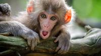 Ilustrasi mimpi, monyet. (Photo by Jamie Haughton on Unsplash)