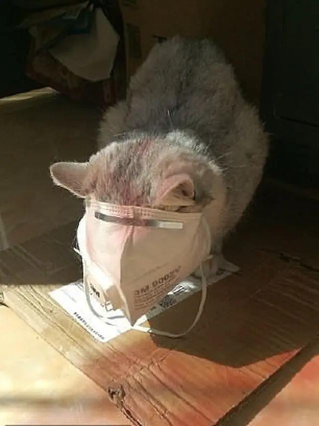 Cegah Virus Corona, Ini 7 Potret Hewan Peliharaan Gunakan Masker Hinga Kaus Kaki