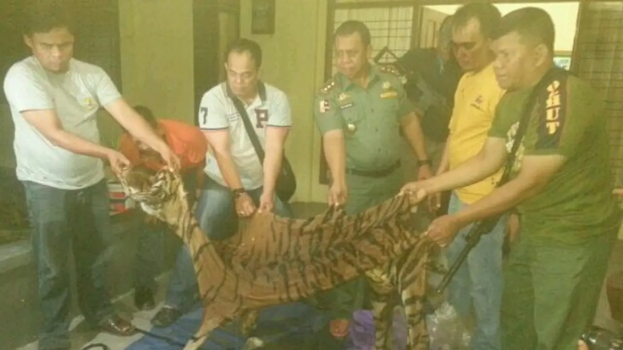 2 Penjual Kulit Harimau Sumatera Termakan Umpan 