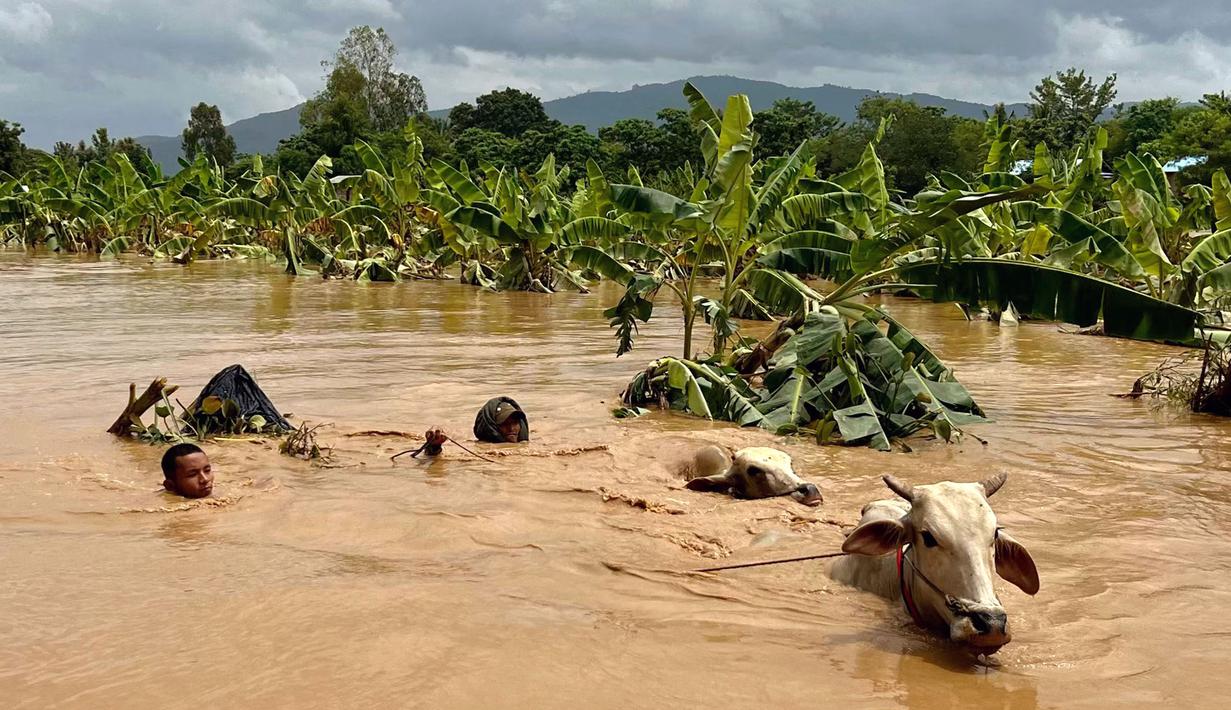 Penduduk harus berjuang melintasi banjir sambil menggiring hewan ternak ke tempat lebih tinggi. (Sai Aung MAIN/AFP)
