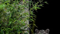 Seekor macan tutul Persa sedang mengintip di Kebun Binatang Lisbon, Portugal pada 15 November 2019. Macan tutul persia telah masuk daftar hewan terancam punah milik International Union for the Conservation of Nature's sejak awal abad ke-20. (PATRICIA DE MELO MOREIRA / AFP)