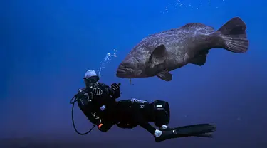 Ikan kerapu goliat Atlantik berenang di dekat Pantai Boynton, Florida pada 10 September 2023. (Jesus OLARTE / AFP)