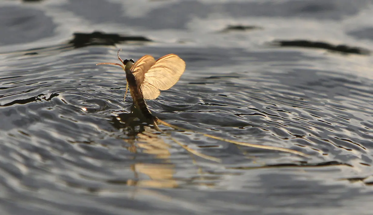 Lalat capung ekor panjang (Palingenia longicauda) ketika kawin massal di atas permukaan Sungai Tisza dekat Tiszainoka, Hungaria, Kamis (18/6). Fenomena ini hanya terjadi setiap tahun sekali di Sungai Tisza di Hungaria. (REUTERS/Bernadett Szabo)