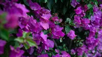 Rahasia Merawat Bougainvillea agar Tumbuh Sehat dan Bunganya Lebat