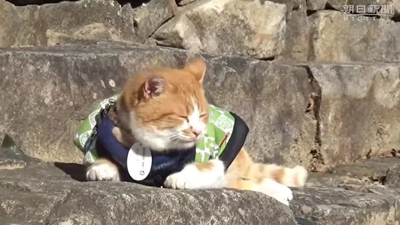 Kucing Bangsawan di Jepang