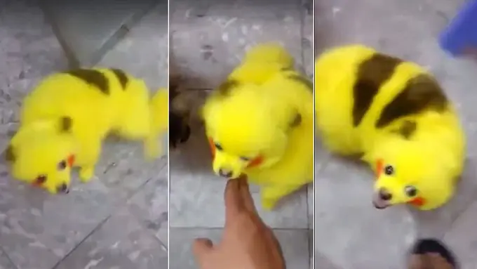 Mimpi Punya Pokemon, Orang Ini Jadikan Anjing Bak Pikachu