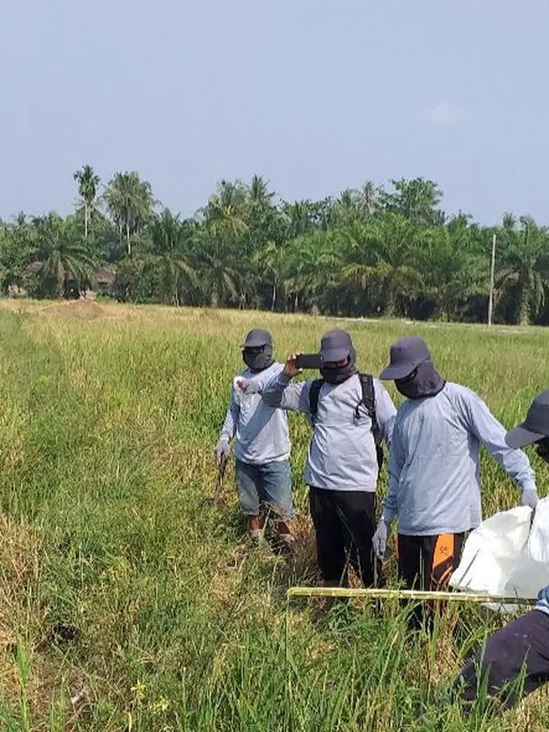 Gerakan pengendalian (gerdal) hama tikus melalui aksi gropyokan yang dilakukan pihak Dinas Tanaman Pangan dan Hortikultura (TPH) Provinsi Sumatera Utara. (Dok Kementan)