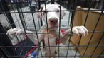 Seekor anjing berada dikandang di NRG Arena di Houston, AS (13/9). Relawan mengamankan sekitar 400 anjing dan 100 kucing untuk membantu menyatukan pemilik dengan hewan peliharaannya yang hilang akibat Badai Harvey. (Karen Warren/Houston Chronicle via AP)