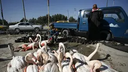 Sejumlah Burung Flamingo dikumpulkan di sebuah tempat penampungan sementara, Irak, Selasa (24/1). Burung Flamingo di Irak menjadi korban perdagangan ilegal dan perburuan. (AFP Photo/ Haidar HAMDANI)