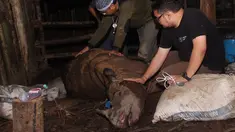 Aktivis lingkungan Indonesia memeriksa kondisi badak sumatera langka yang mati di Kutai, Kalimantan Timur  (4/4). Badak tersebut ditemukan di lubang perangkap dengan kondisi terluka parah dan akhirnya mati. (AFP PHOTO/WWF)