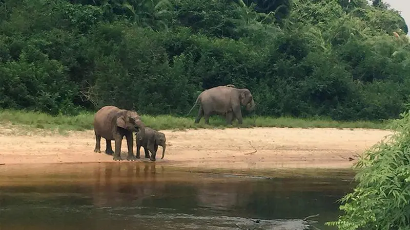 Foto-foto Kebakaran Taman Nasional Tesso Nilo dari Warga