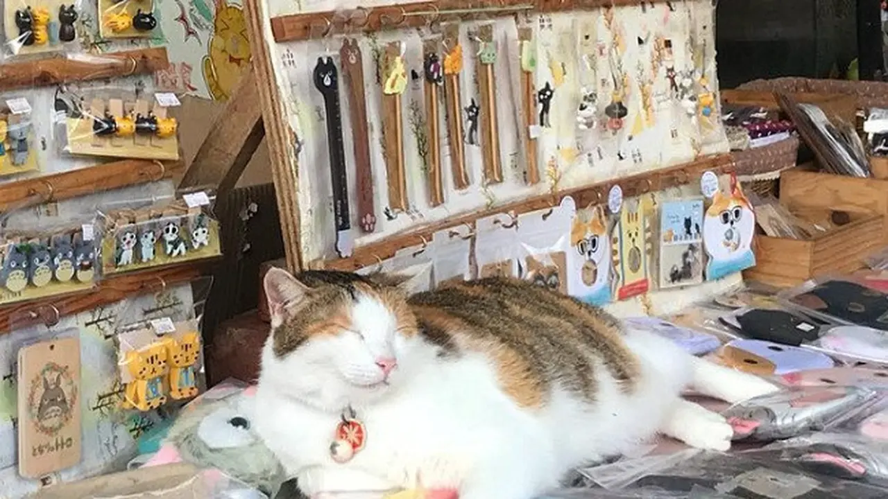 Cat Village Taiwan