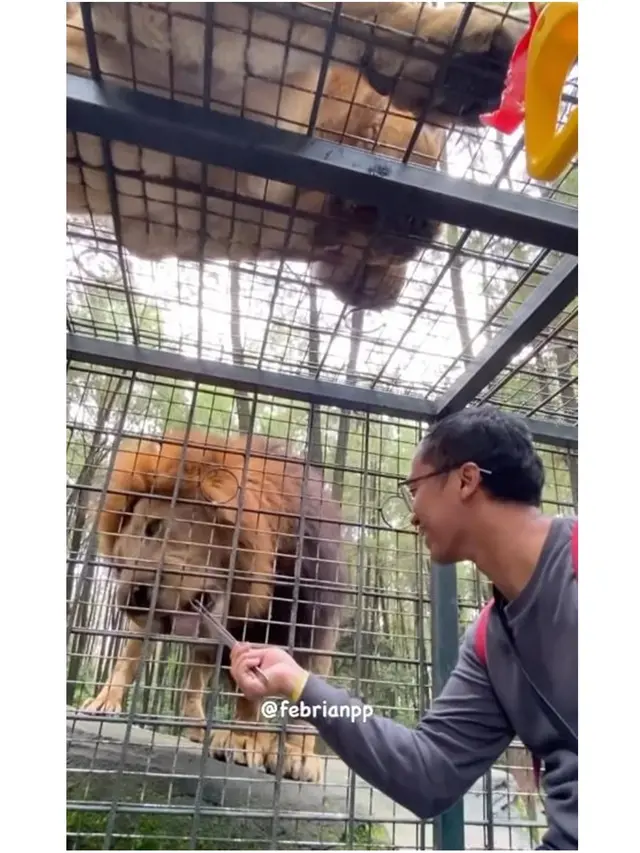 Kunjungi Taman Safari Lagi, Ini 6 Momen Damai 'Pelaku' dan Korban Tabrak Singa
