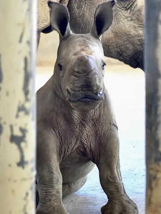 Bayi badak putih selatan berusia 29 hari terlihat bersama induknya A-ju di sebuah kandang di Kebun Binatang Leofoo Village, Taiwan, Selasa (6/8/2019). Petugas kebun binatang akan memberi kesempatan kepada publik untuk menamai bayi badak jantan yang lahir pada Juli 2019 lalu tersebut. (Sam YEH / AFP)