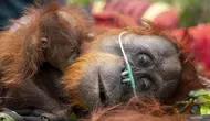 100 Satwa Liar Diselamatkan dari Kebakaran Hutan, Orangutan Mendominasi