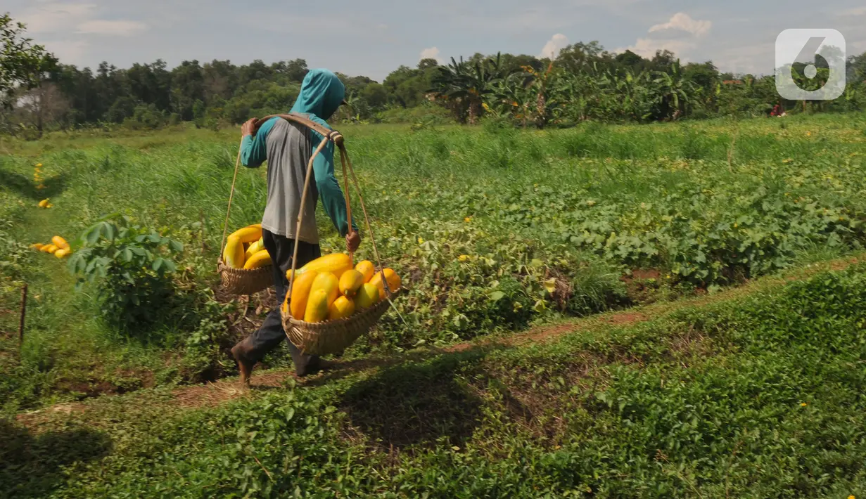 Petani membawa buah timun suri hasil panen di lahan garapan kawasan Sawangan, Depok, Minggu (3/4/2022). Timun suri yang biasa diolah menjadi minuman wajib untuk menemani berbuka puasa ini dijual dari harga Rp 9ribu - Rp 20ribu tergantung ukurannya. (merdeka.com/Arie Basuki)